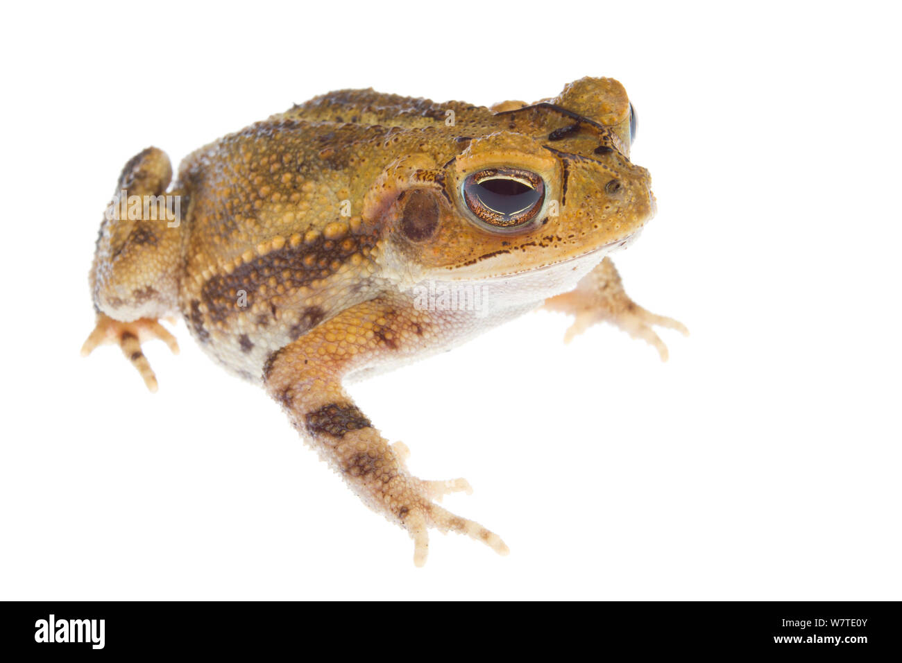 Costa del Golfo Toad (Incilius nebulifer) ritratto, Sabal Palm Santuario, Cameron County, Basso Rio Grande Valley, Texas, Stati Uniti d'America, Nord America, Settembre. Progetto Meetyourneighbors.net Foto Stock