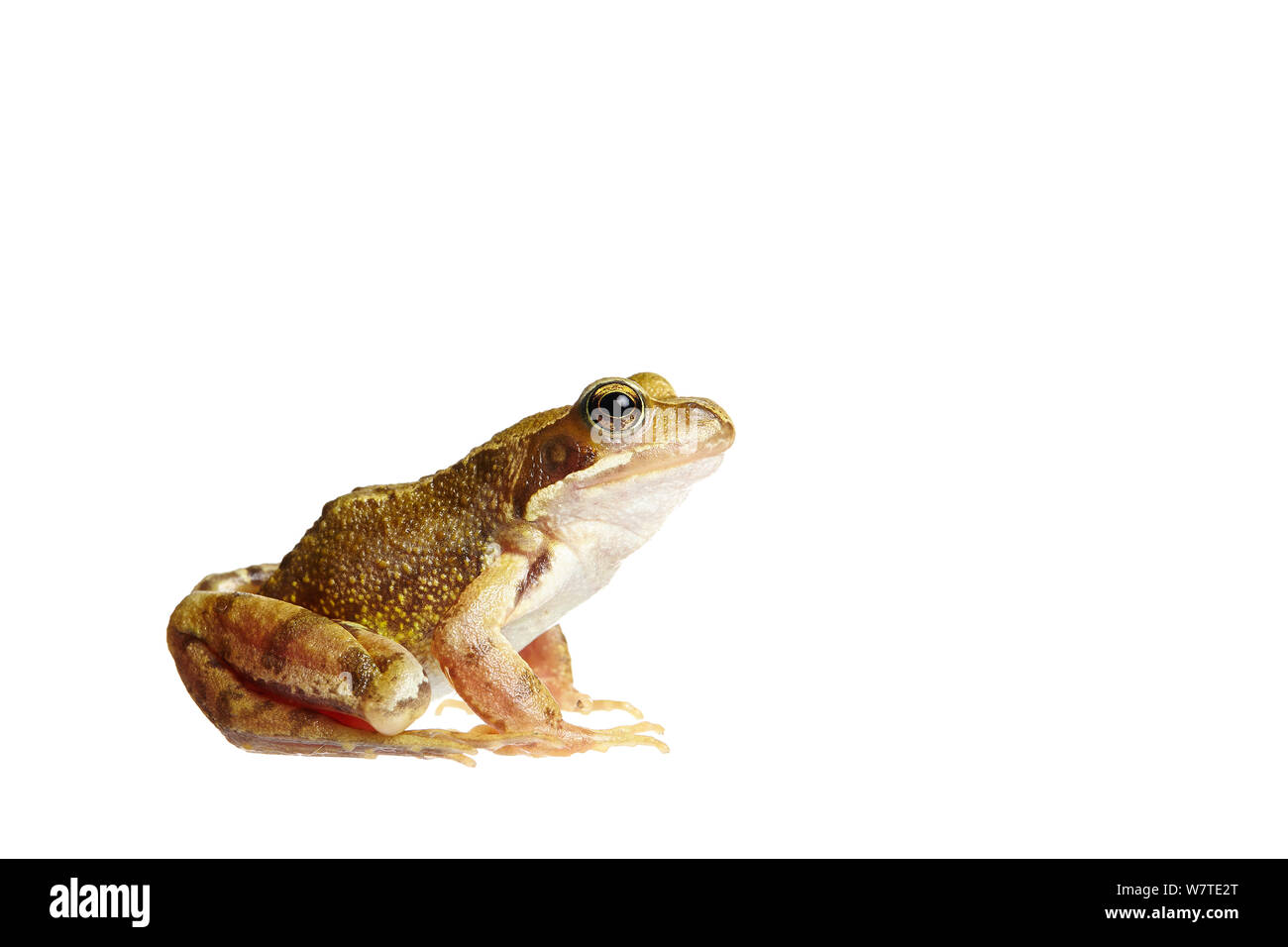 Rana comune (Rana temporaria) Barnt Green, Worcestershire, Regno Unito, Luglio. Progetto Meetyourneighbors.net Foto Stock