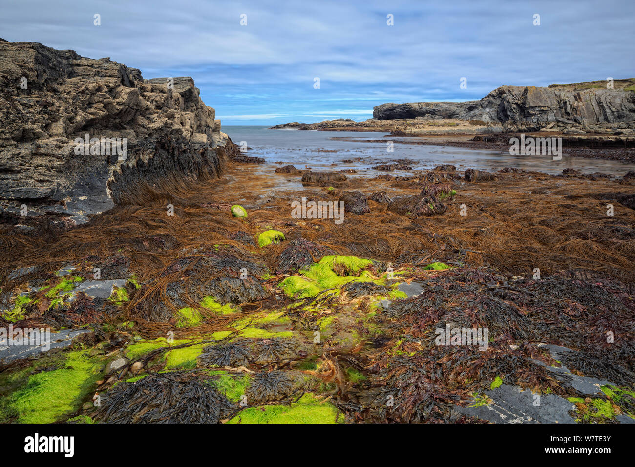 Il paesaggio costiero a testa ad anello a molla di marea, Ross, County Clare, Irlanda, Giugno 2013. Progetto Meetyourneighbors.net Foto Stock