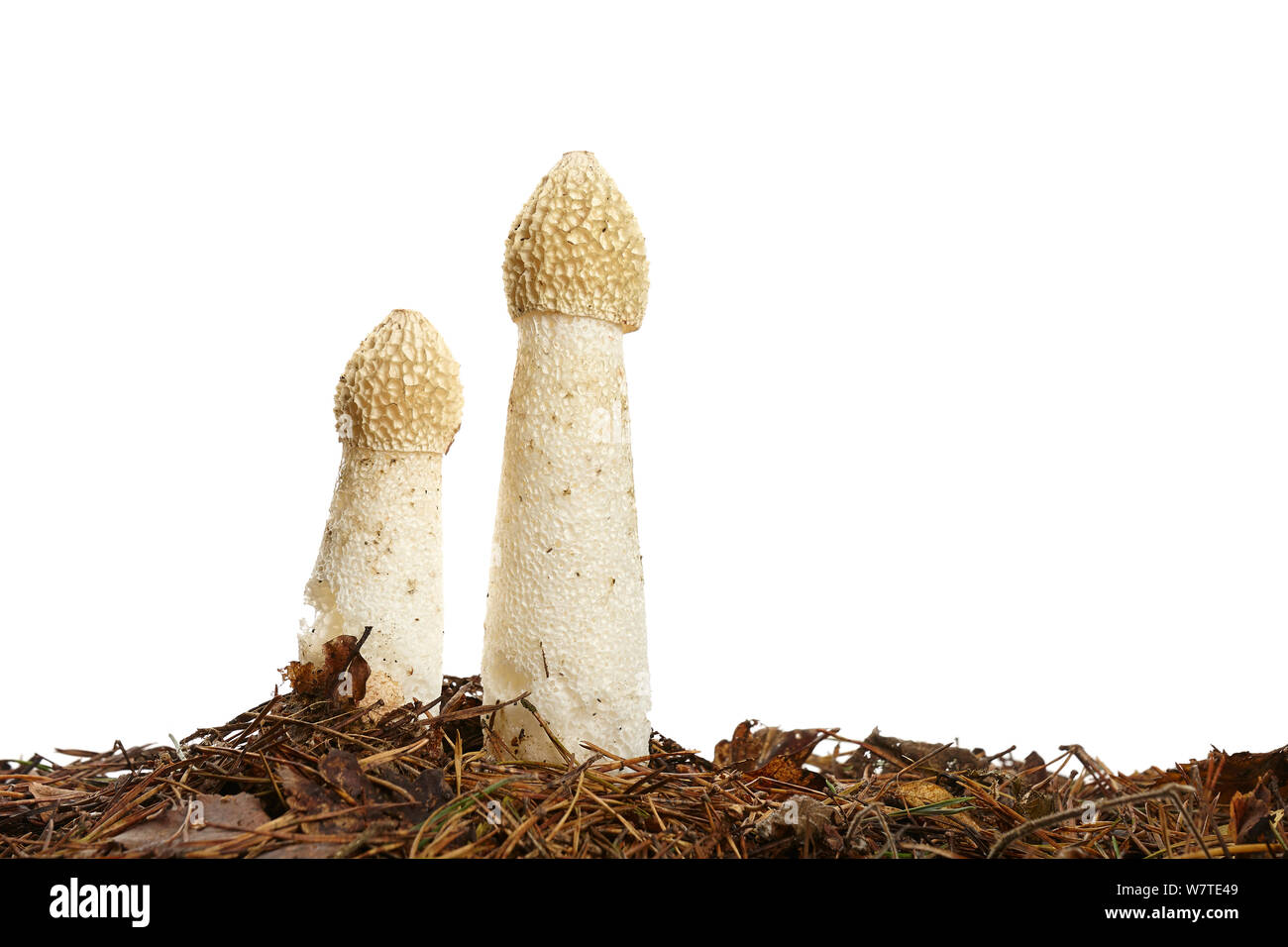 Stinkhorn comune (Phallus impudicus) Worcestershire, England, Regno Unito, ottobre. Progetto Meetyourneighbors.net Foto Stock