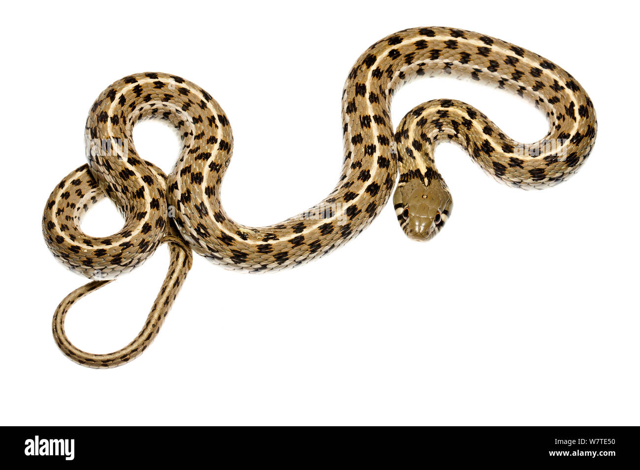 Giarrettiera a scacchi snake (Thamnophis marcianus) Texas, USA, maggio. Progetto Meetyourneighbors.net. Foto Stock