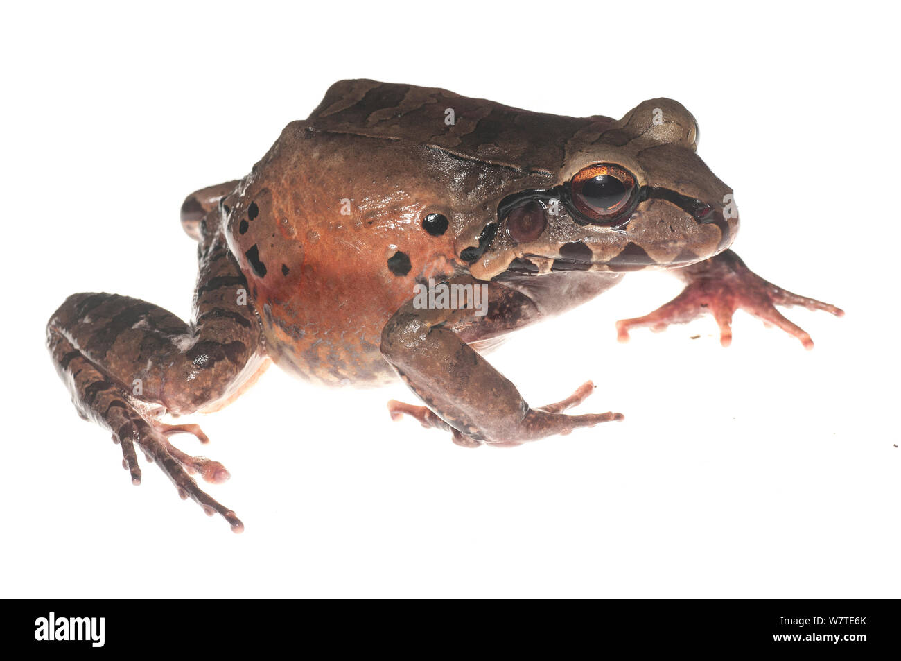 Knudsen's bullfrog (Leptodactylus knudseni) Surama, Guyana. Progetto Meetyourneighbors.net Foto Stock