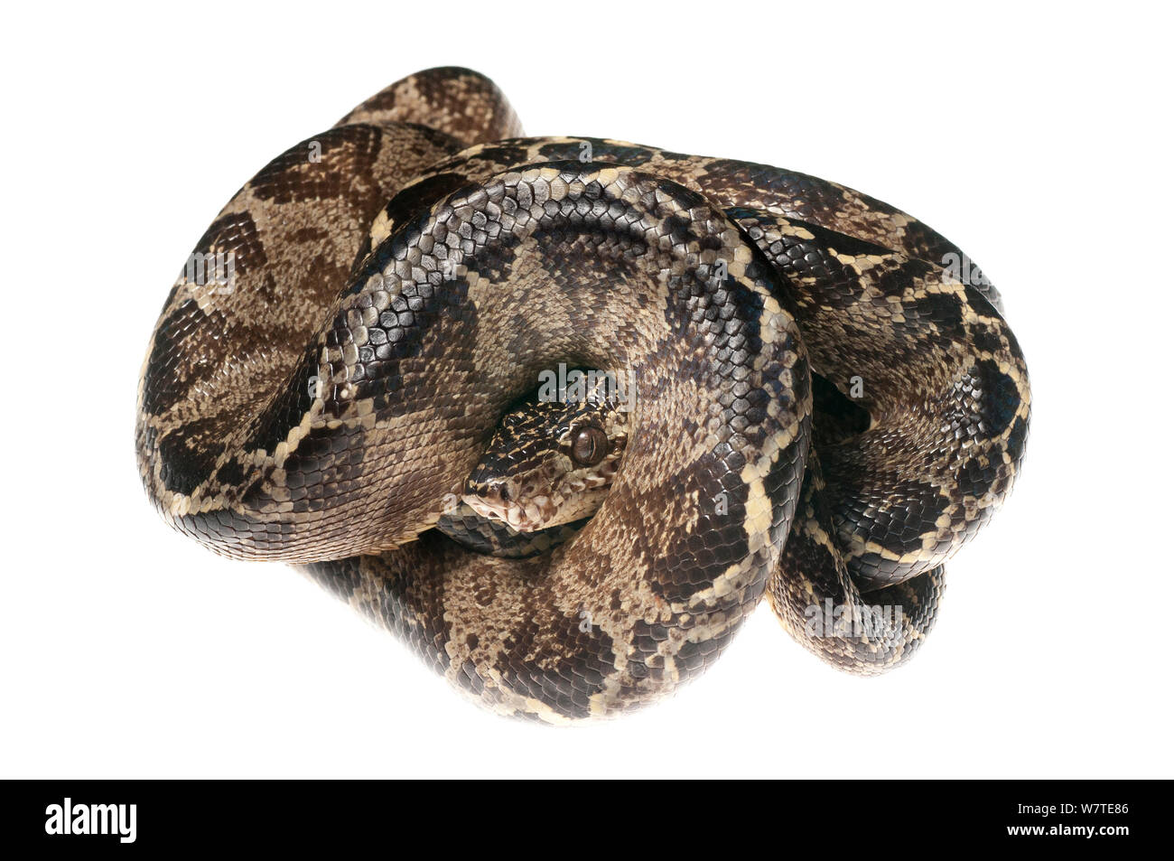 Amazon Tree boa (Corallus hortulanus) Kanuku montagne, Guyana. Progetto Meetyourneighbors.net Foto Stock