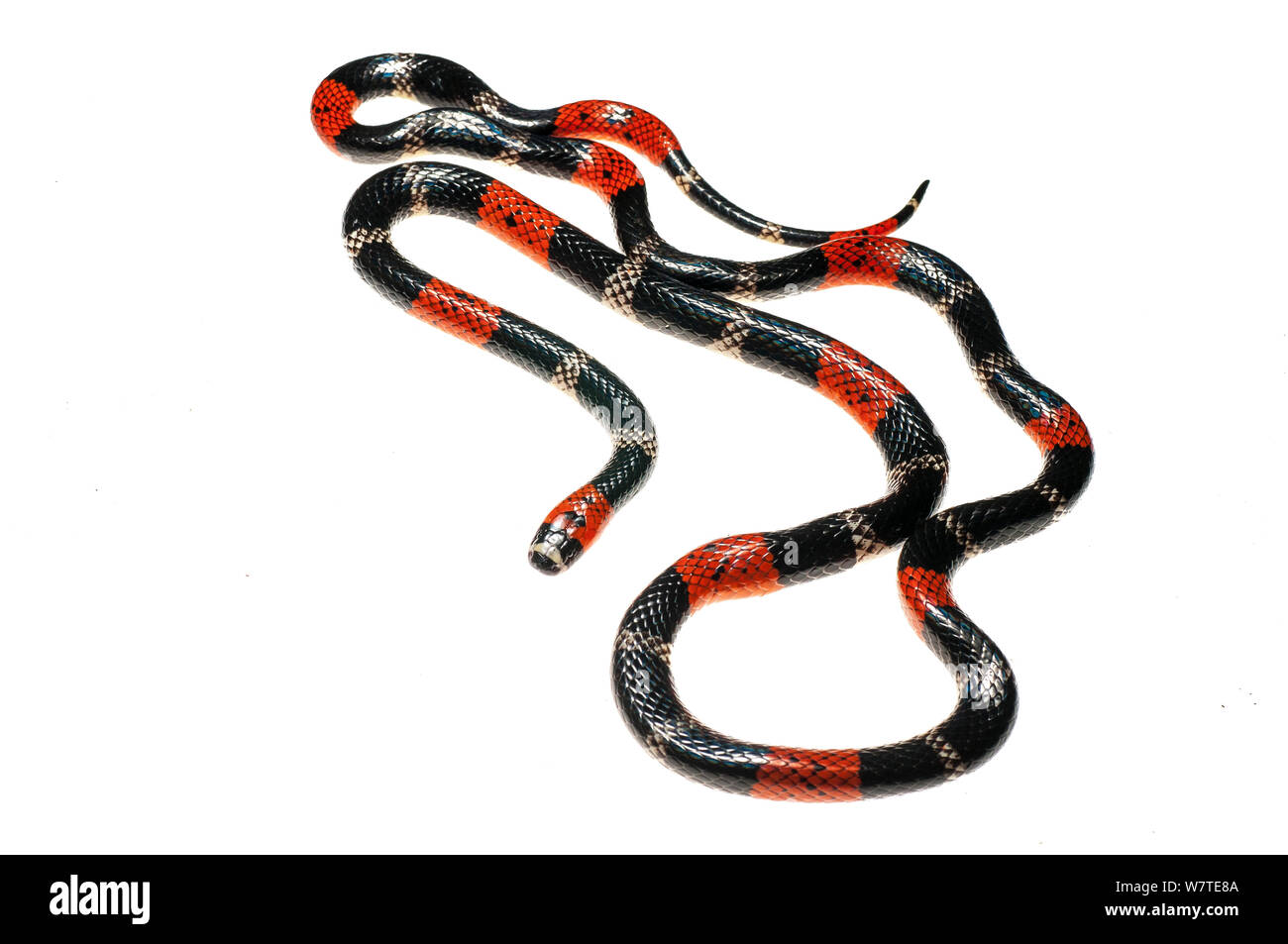 Sud Americana Coral Snake (Micrurus lemniscatus) Kanuku montagne, Guyana. Progetto Meetyourneighbors.net Foto Stock