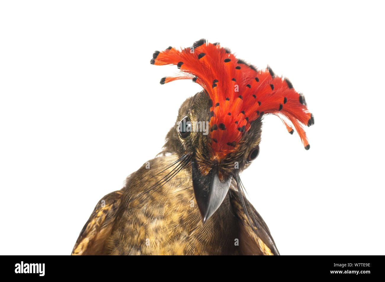 Royal amazzonica Flycatcher (Onychorhynchus coronatus) ritratto, Iwokrama, Guyana. Progetto Meetyourneighbors.net Foto Stock