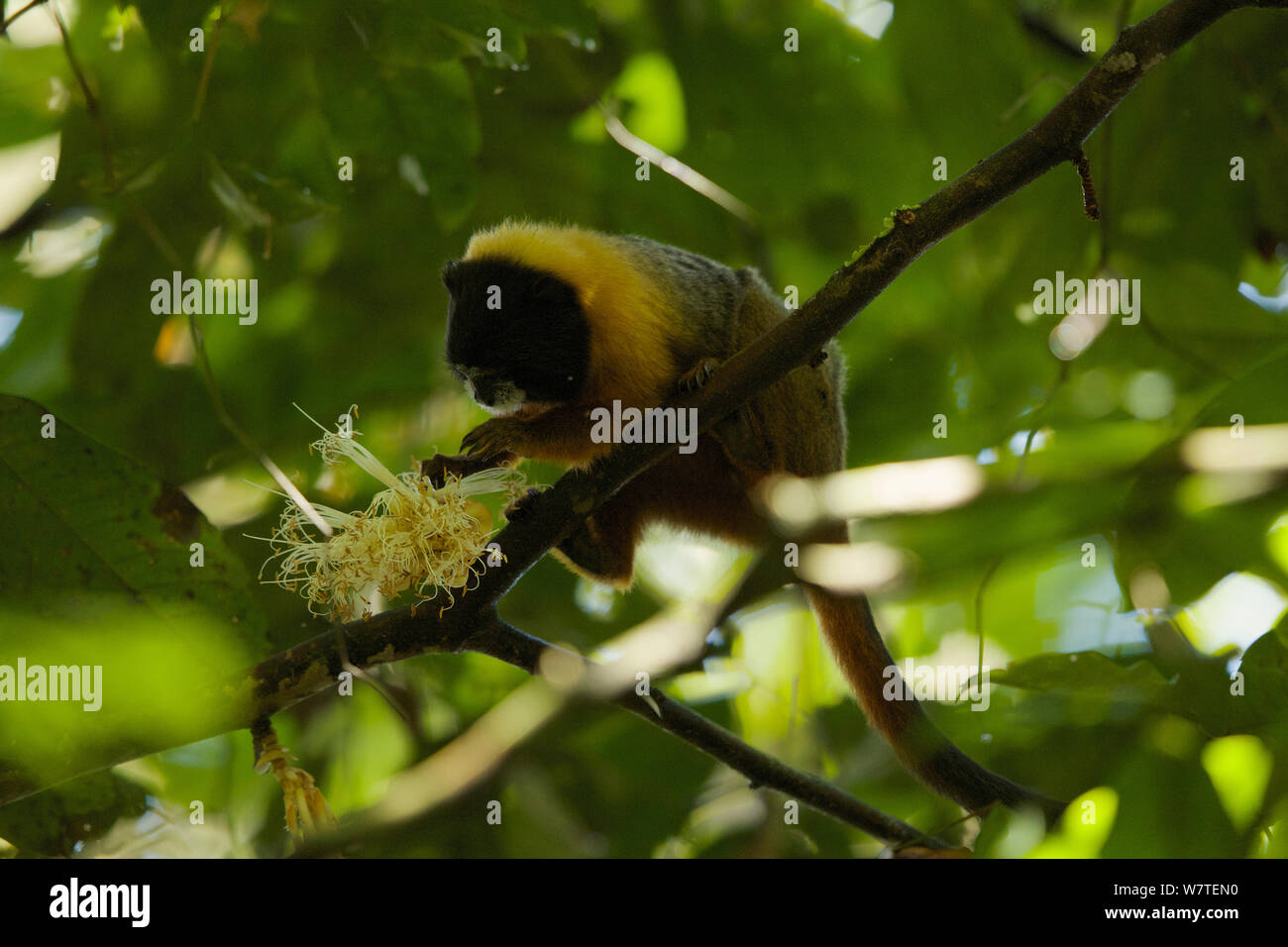 Golden-mantled Tamarin (Saguinus tripartitus) alimentazione su un fiore alla biodiversità Tiputini Stazione, Orellana Provincia, Ecuador, Luglio. Foto Stock