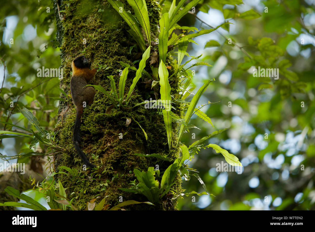 Golden-mantled Tamarin (Saguinus tripartitus) alla biodiversità Tiputini Stazione, Orellana Provincia, Ecuador, Luglio. Foto Stock