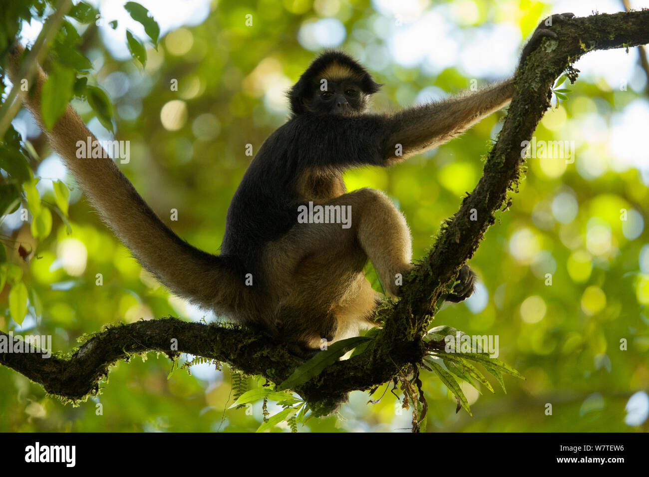 Spider Monkey (Ateles belzebuth) alla biodiversità Tiputini Stazione, Orellana Provincia, Ecuador, Luglio. Foto Stock