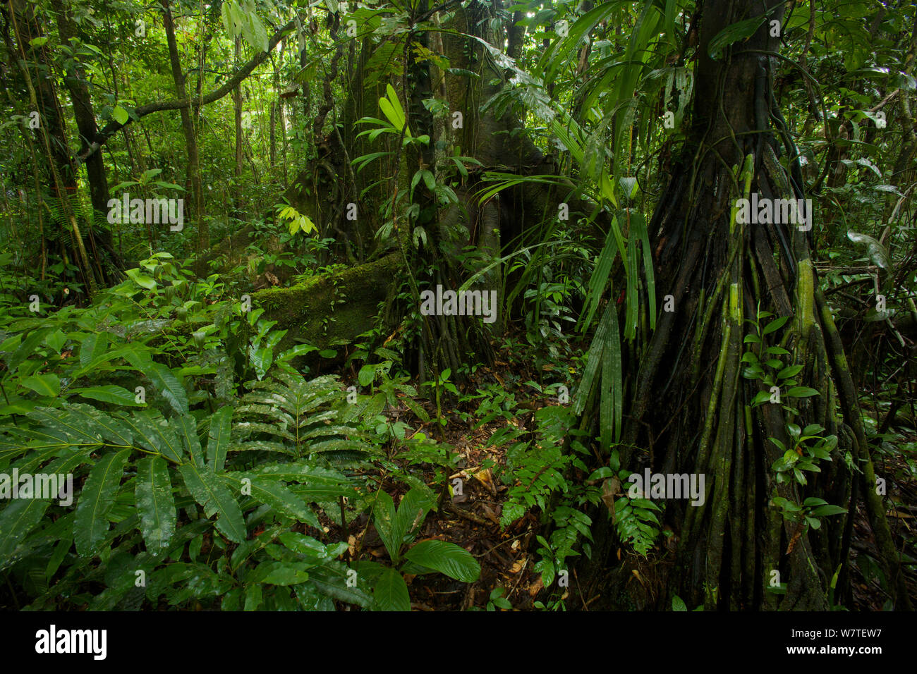 La foresta pluviale di pianura (Terre Firme foresta) interno con un grande albero di fico (Ficus sp.) nella biodiversità Tiputini Stazione, Orellana Provincia, Ecuador, Luglio. Foto Stock