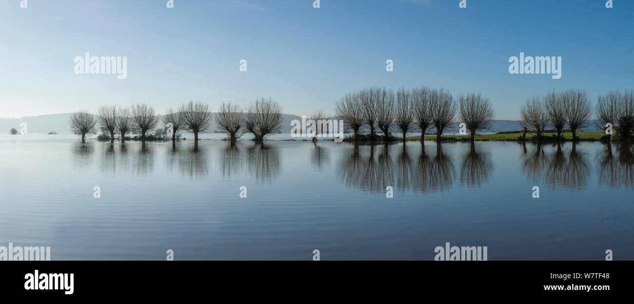 Panorama di campi allagati con fila di inondare gli alberi di salice su West Sedgemoor vicino a Stoke St Gregory, Somerset livelli, Somerset, Regno Unito. Composito Digitale. Gennaio 2014 Foto Stock