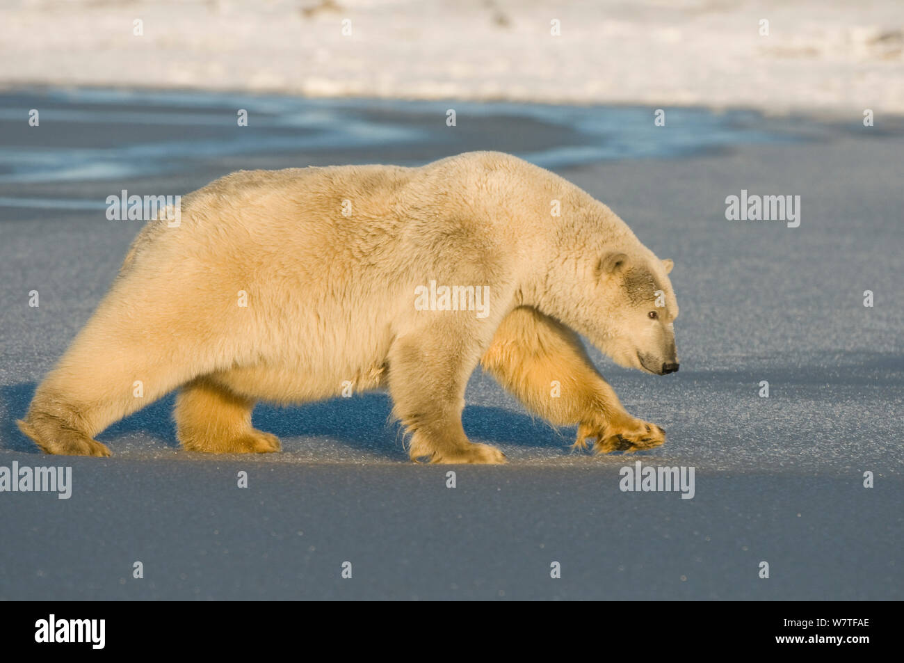 Orso polare (Ursus maritimus) seminare passeggiate attraverso formata di recente la banchisa, off Bernard spiedo e il 1002 area dell'Arctic National Wildlife Refuge, il versante nord del Brooks Range, Beaufort Sea, Alaska, Ottobre. Foto Stock