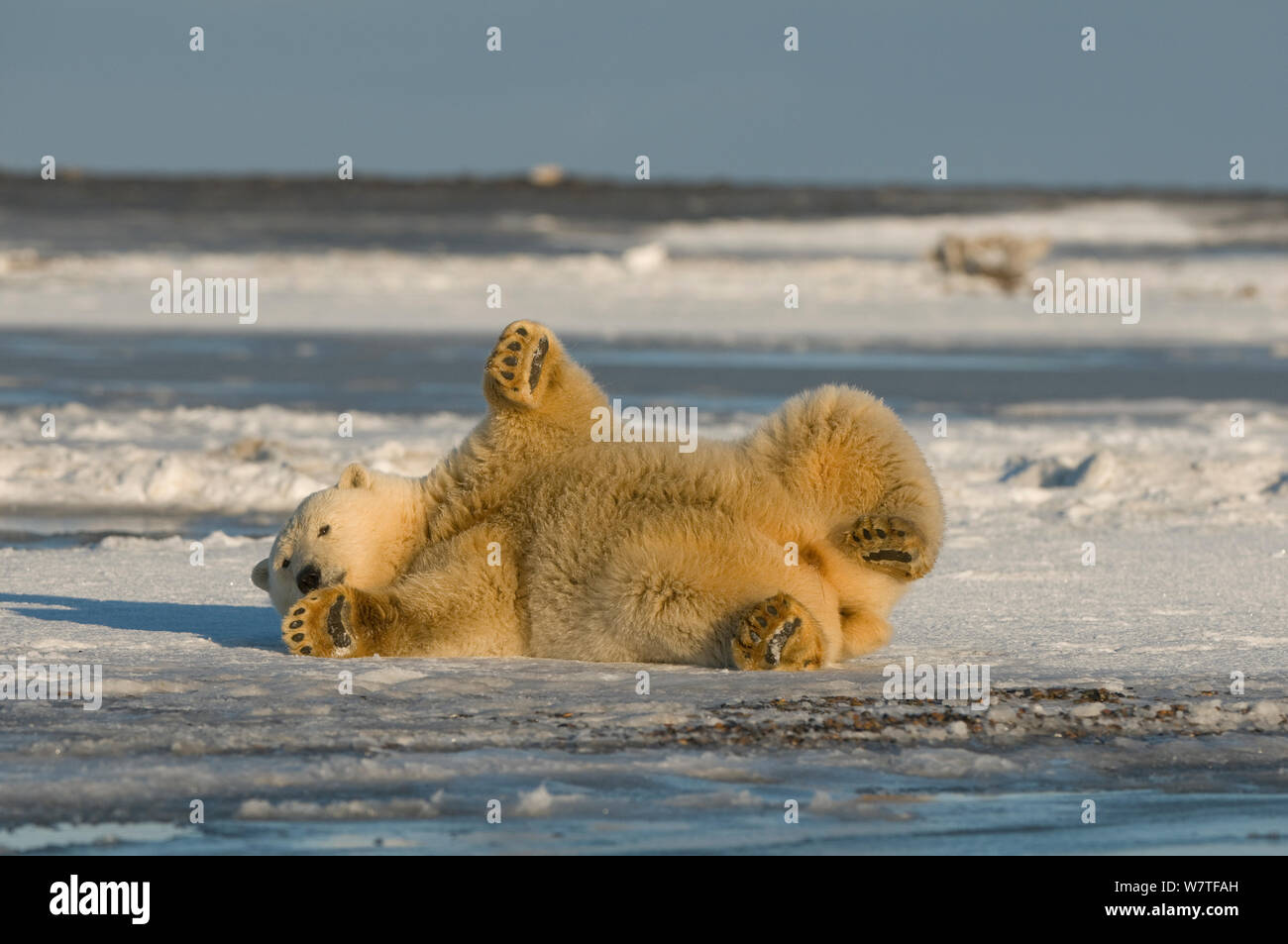 Orso polare (Ursus maritimus) cub rulli intorno; sia il raffreddamento, pulizia suo cappotto o graffiare la stessa, lungo Bernard allo spiedo, versante nord del Brooks Range, Beaufort Sea, Alaska, Ottobre. Foto Stock