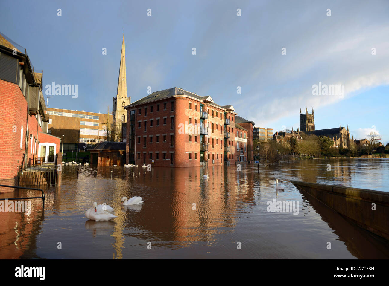 Inondazione a Worcester dal fiume Severn, con cigni (Cygnus olor) e cattedrale di Worcester in background, Worcester, England, Regno Unito, febbraio 2014. Foto Stock