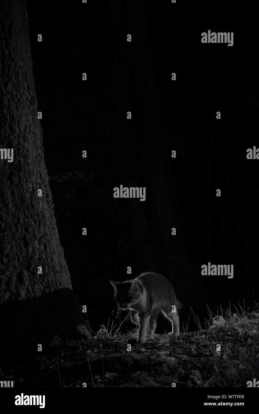 Gatto selvatico (Felis catus) di notte, prese con telecomando a infrarossi fotocamera trappola, Francia, Novembre. Foto Stock