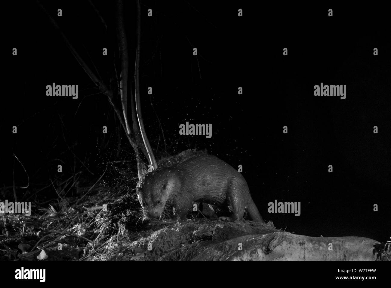 Lontra (Lutra lutra) sulla riva del fiume, scattata di notte con infrarossi fotocamera remota trappola, Mayenne, Pays de la Loire, in Francia, in dicembre. Foto Stock