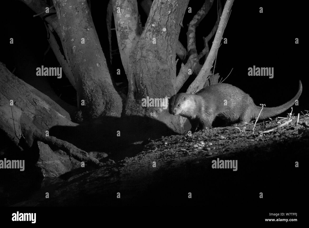 Lontra (Lutra lutra) sulla riva del fiume, scattata di notte con infrarossi fotocamera remota trappola, Mayenne, Pays de la Loire, in Francia, in marzo. Foto Stock