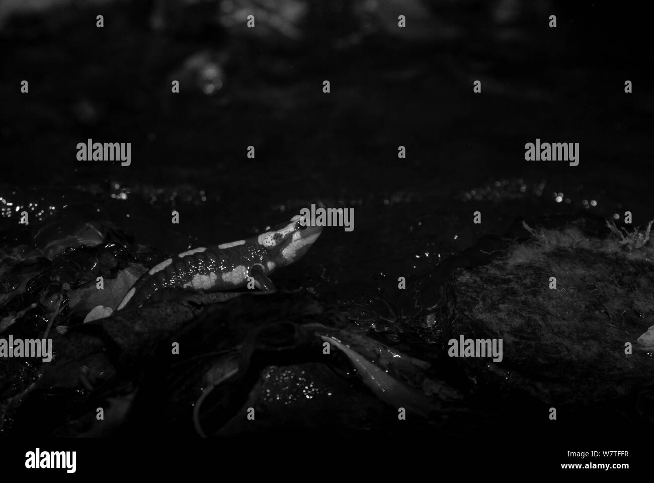 Giallo-salamandra pezzata (Salamandra salamandra) di notte, prese con telecomando a infrarossi fotocamera trappola, Francia, Novembre. Foto Stock