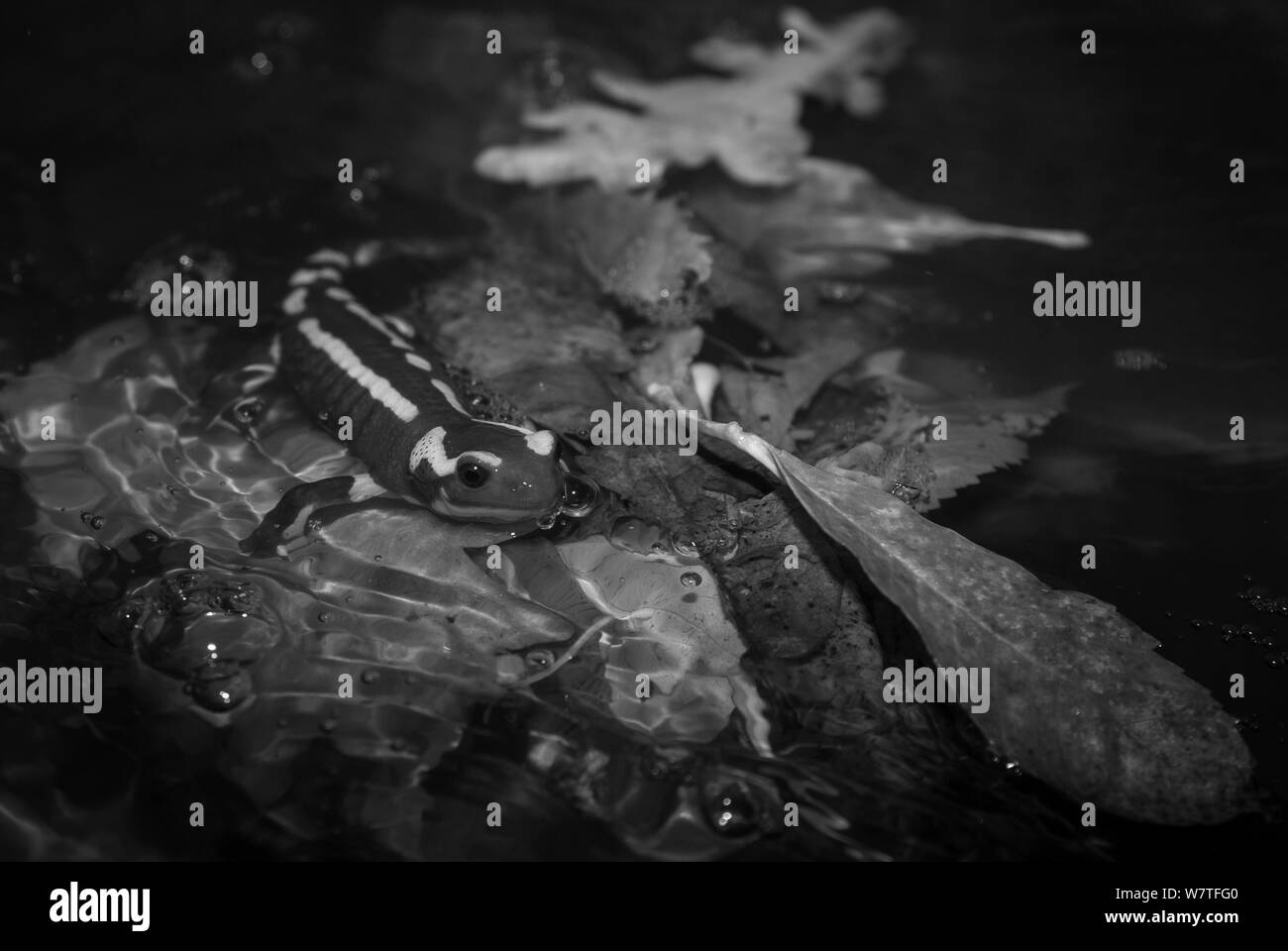 Giallo-salamandra pezzata (Salamandra salamandra) semi sommerso in acqua, scattata di notte tramite telecomando a infrarossi fotocamera trappola, Francia, Novembre. Foto Stock