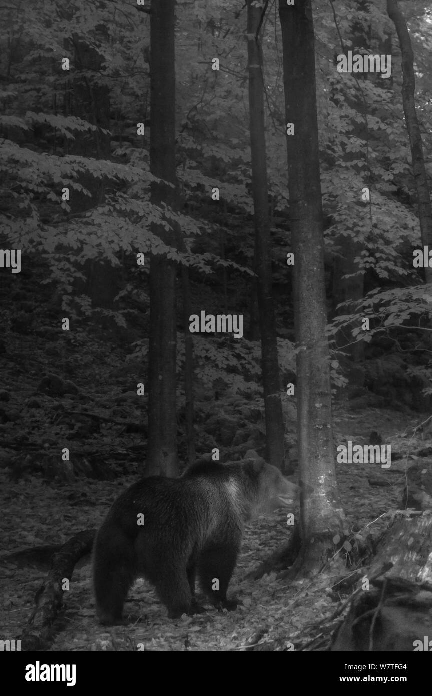 Unione l'orso bruno (Ursus arctos arctos) camminare attraverso la foresta di notte, prese con infrarossi fotocamera remota trappola, Slovenia, Ottobre. Foto Stock