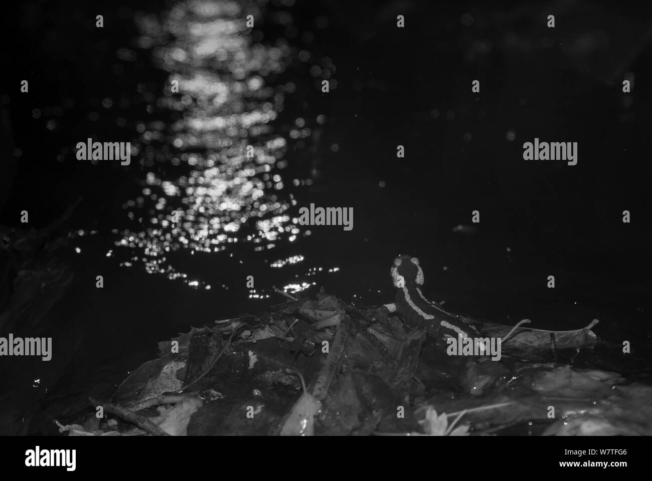 Giallo-salamandra pezzata (Salamandra salamandra) da acqua, scattata di notte tramite telecomando a infrarossi fotocamera trappola, Francia, Novembre. Foto Stock