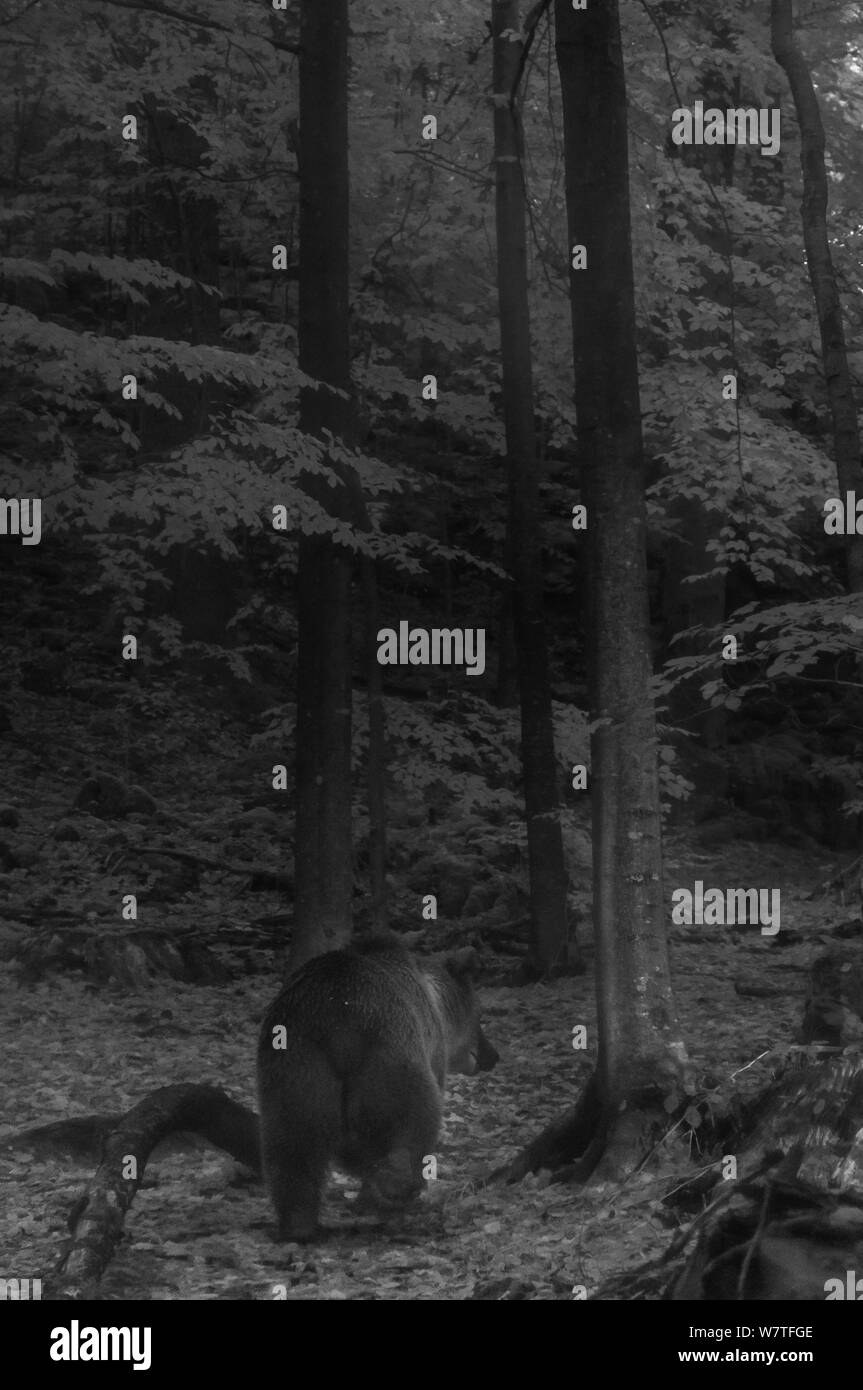 Unione l'orso bruno (Ursus arctos arctos) camminare attraverso la foresta di notte, prese con infrarossi fotocamera remota trappola, Slovenia, Ottobre. Foto Stock