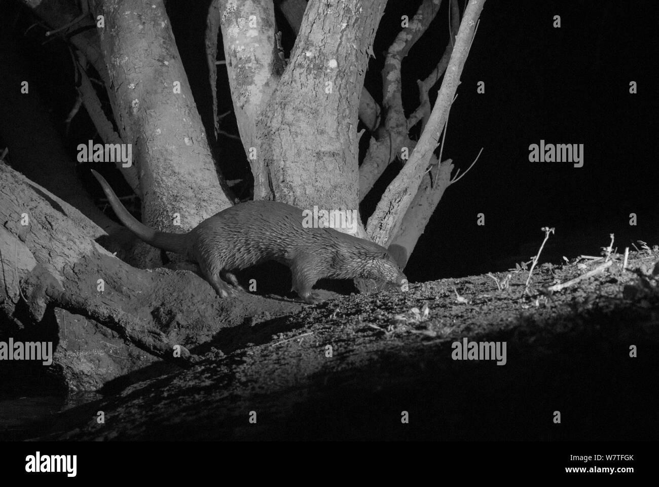 Lontra (Lutra lutra) sulla riva del fiume, scattata di notte con infrarossi fotocamera remota trappola, Mayenne, Pays de la Loire, in Francia, in marzo. Foto Stock