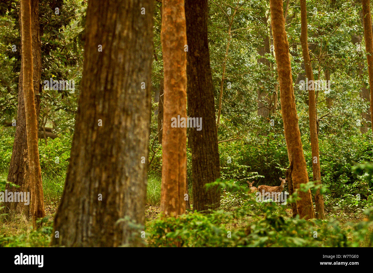 Spotted Deer (asse asse) nella foresta di Sal interno, Royal Bardia National Park, Nepal. Foto Stock