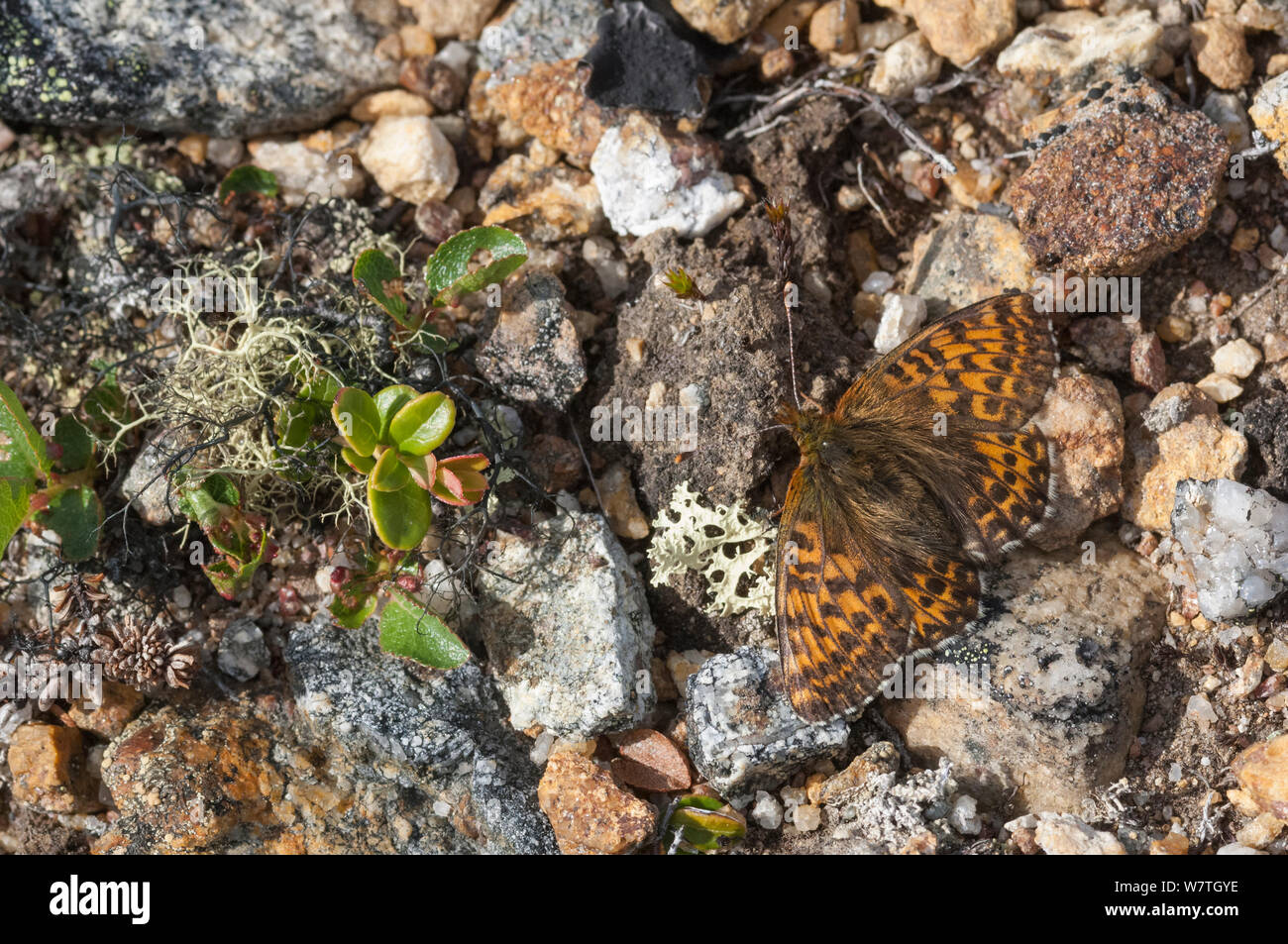 Arctic fritillary butterfly (Boloria chariclea) femmina, prendere il sole sul suolo roccioso, Lapponia, Finlandia, Luglio. Foto Stock