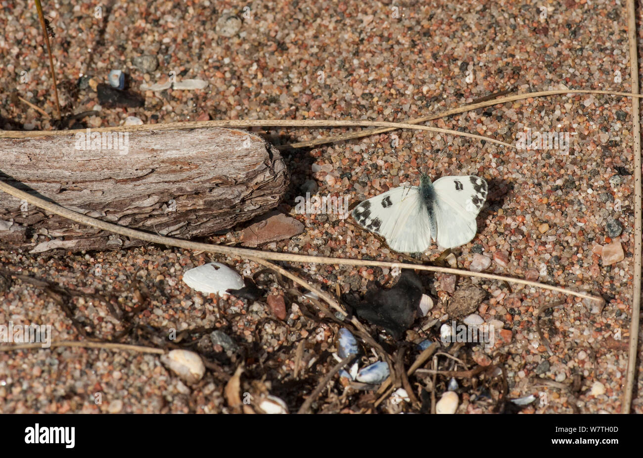 Bagno falena bianco (Pontia daplidice) maschio durante la migrazione con un marchio di uccello becco sulla sua ala, Finlandia meridionale, Settembre. Foto Stock