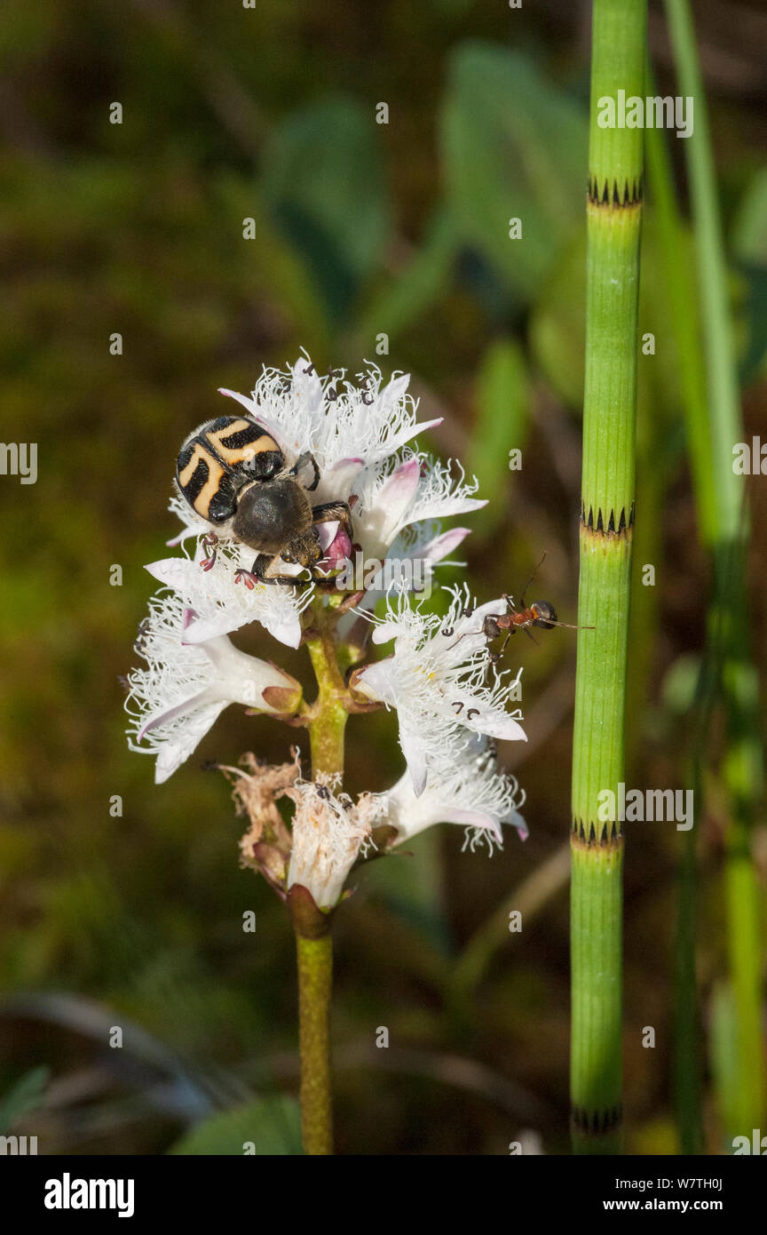 Bee beetle (Trichius fasciatus) e una formica sui fiori, della Karelia del sud, sud della Finlandia, Giugno. Foto Stock