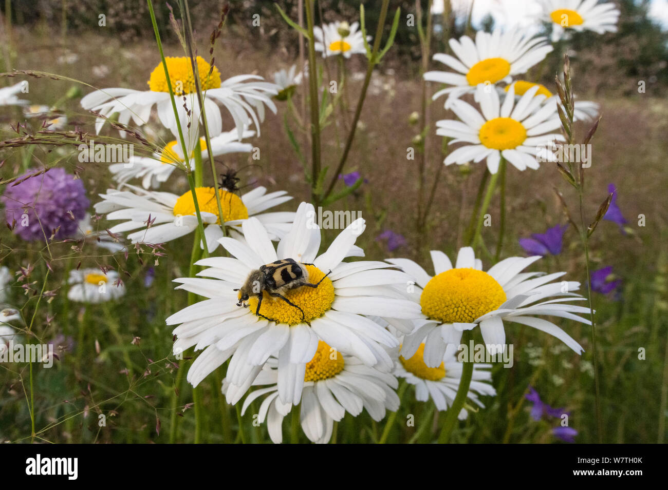 Bee beetle (Trichius fasciatus) su occhio di bue margherite (Leucanthemum vulgare) Joutsa (ex Leivonmaki), in Finlandia, in giugno. Foto Stock