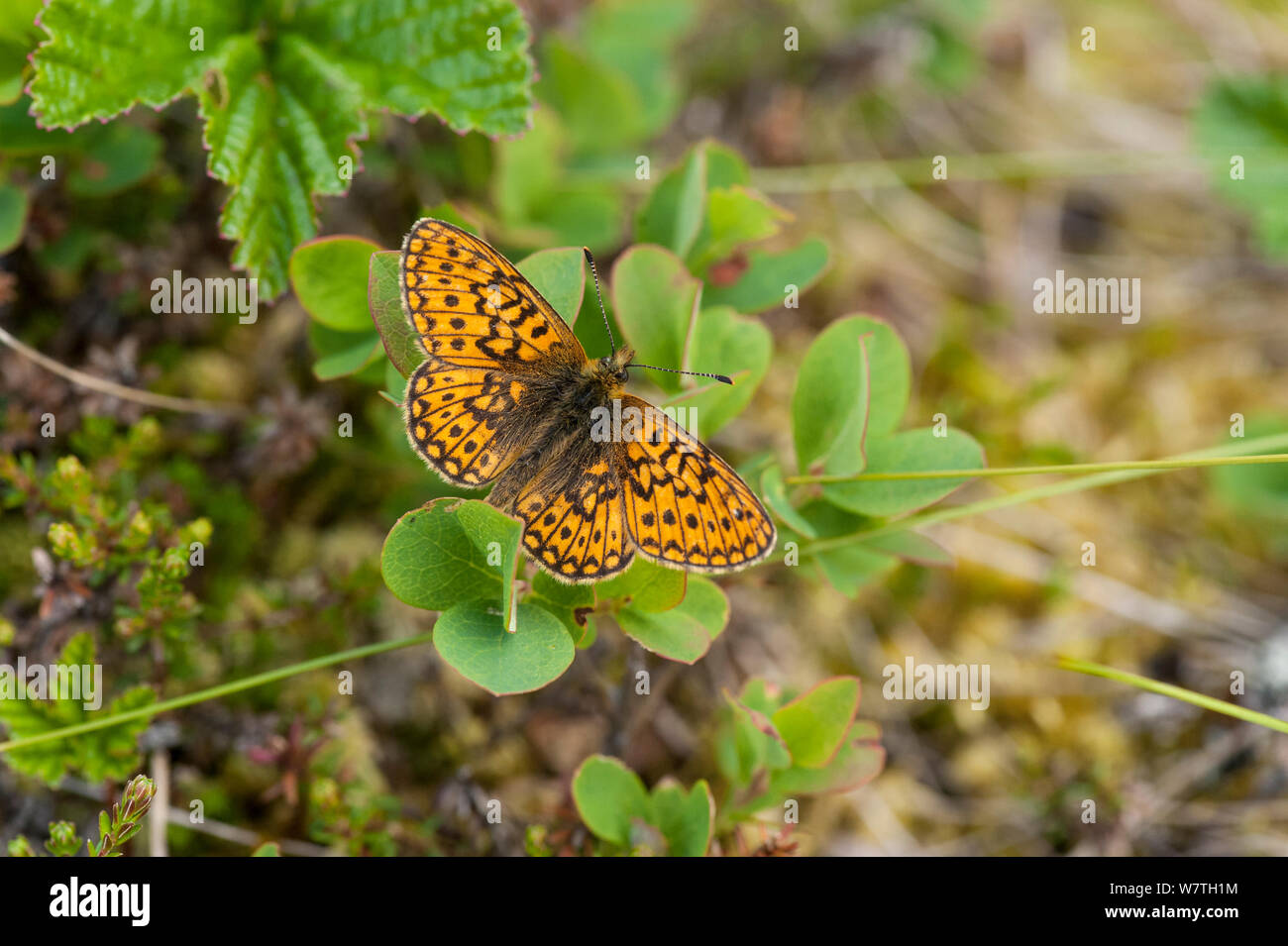 Bog fritillary butterfly (eunomia Boloria) maschio, Finlandia centrale, Giugno. Foto Stock