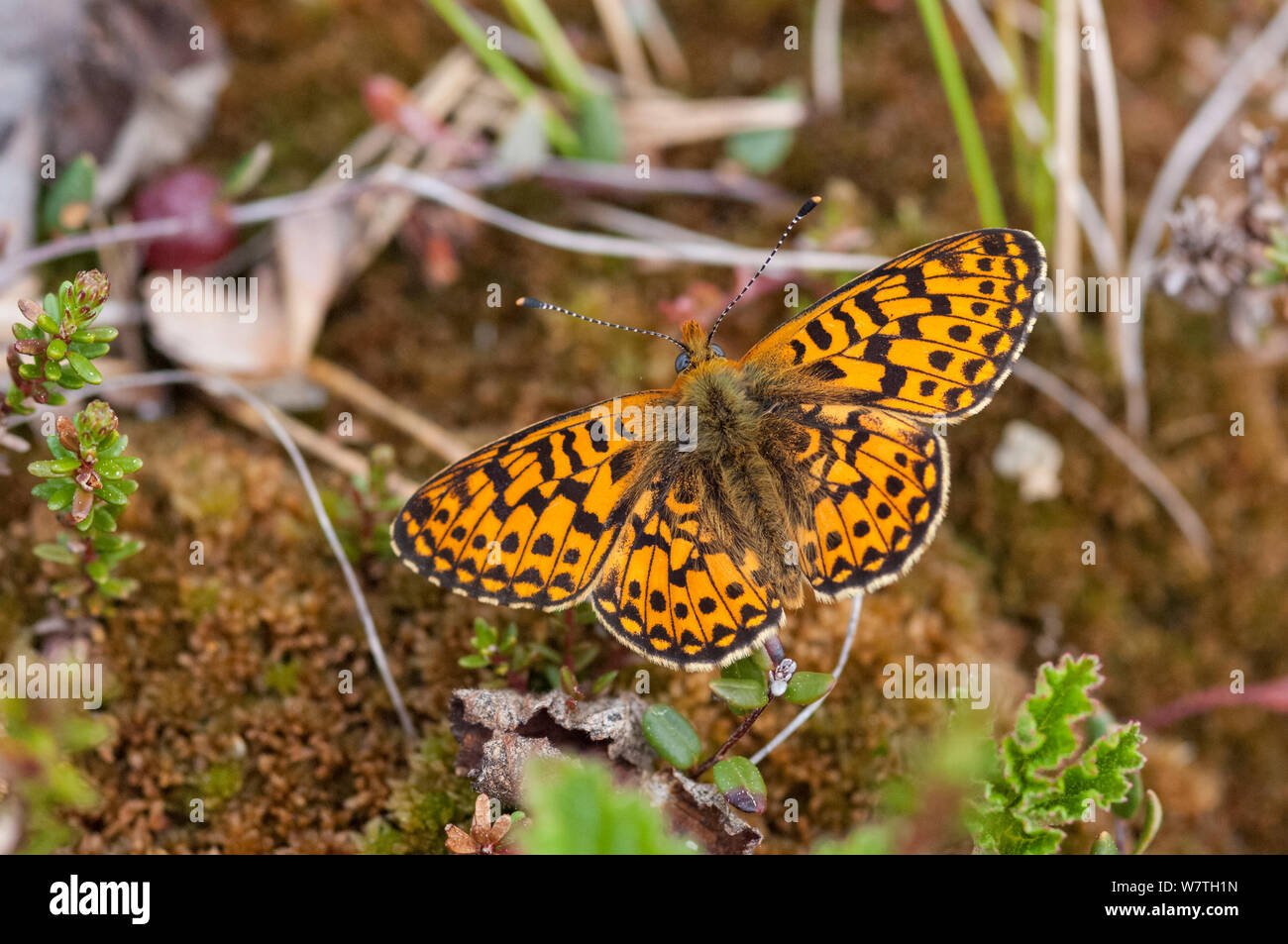 Bog fritillary butterfly (eunomia Boloria) maschio, Finlandia centrale, Giugno. Foto Stock