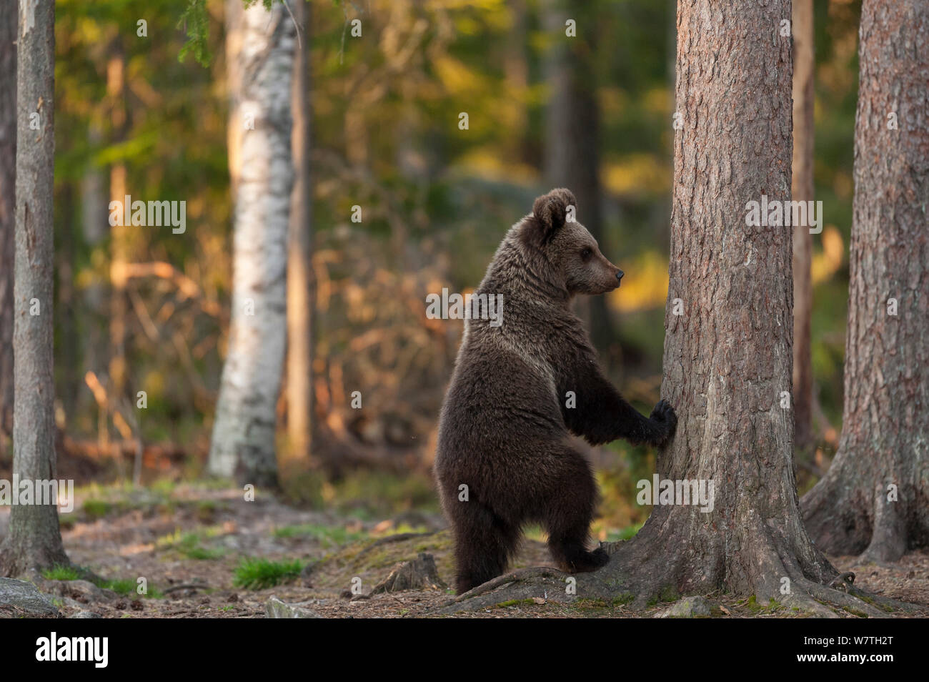 Unione l'orso bruno (Ursus arctos arctos) in piedi sulle zampe posteriori. Finlandia settentrionale, maggio. Foto Stock
