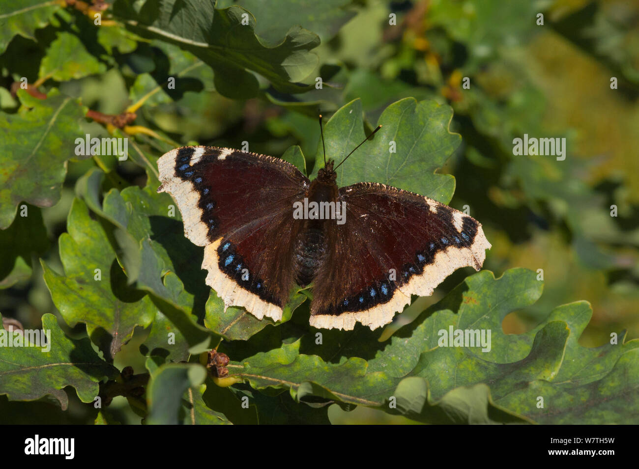 Camberwell beauty butterfly (Nymphalis antiopa) Finlandia centrale, Agosto. Foto Stock