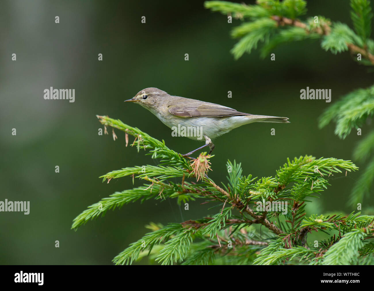 Chiffchaff (Phylloscopus collybita) maschio, Finlandia centrale, Giugno. Foto Stock