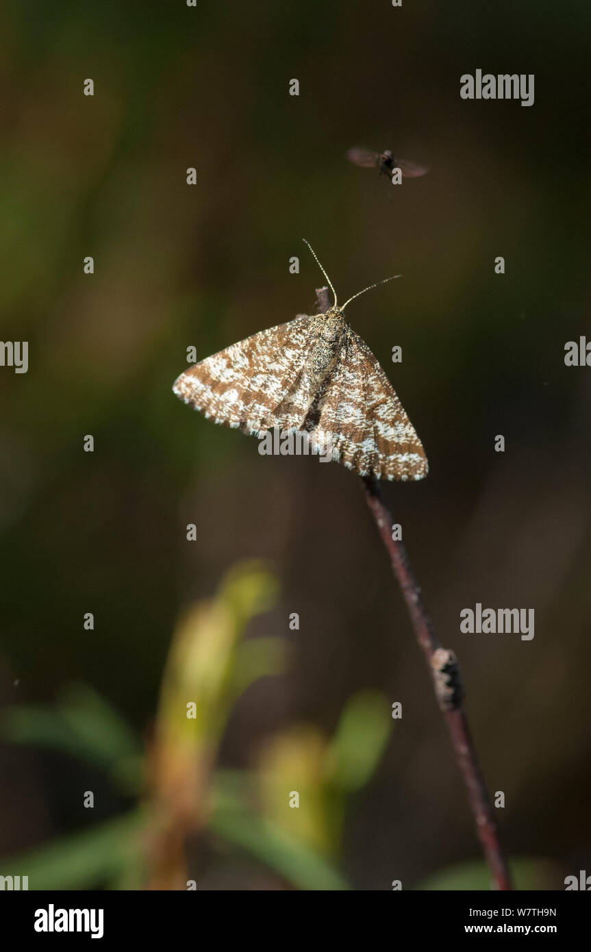 Comune di Heath butterfly (Ematurga atomaria) femmina con volare, Finlandia centrale, Giugno. Foto Stock