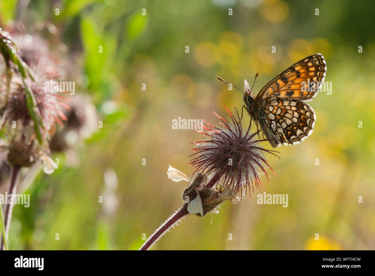 Falso Heath Fritillary butterfly (Melitaea diamina) Pirkanmaa, Finlandia, Giugno. Foto Stock