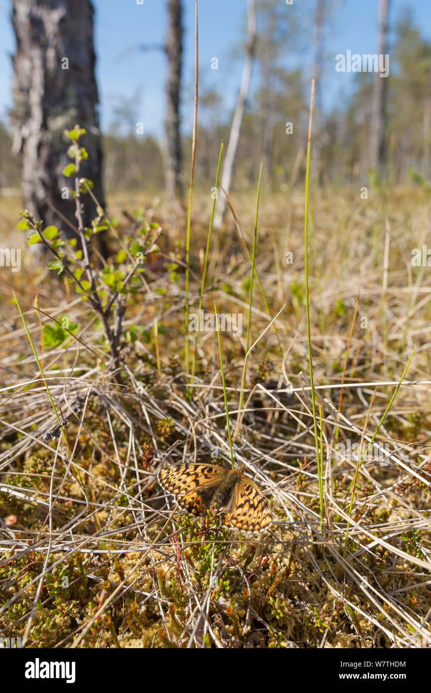 Freija Fritillary butterfly (Boloria / Clossiana freija) femmina in habitat, Finlandia centrale, maggio. Foto Stock