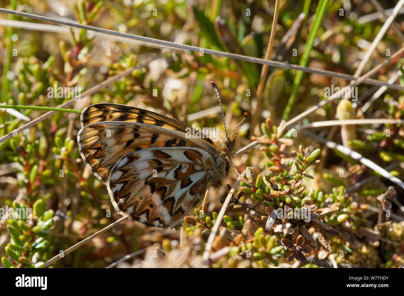 Freija Fritillary butterfly (Boloria / Clossiana freija) femmina, Finlandia centrale, maggio. Foto Stock