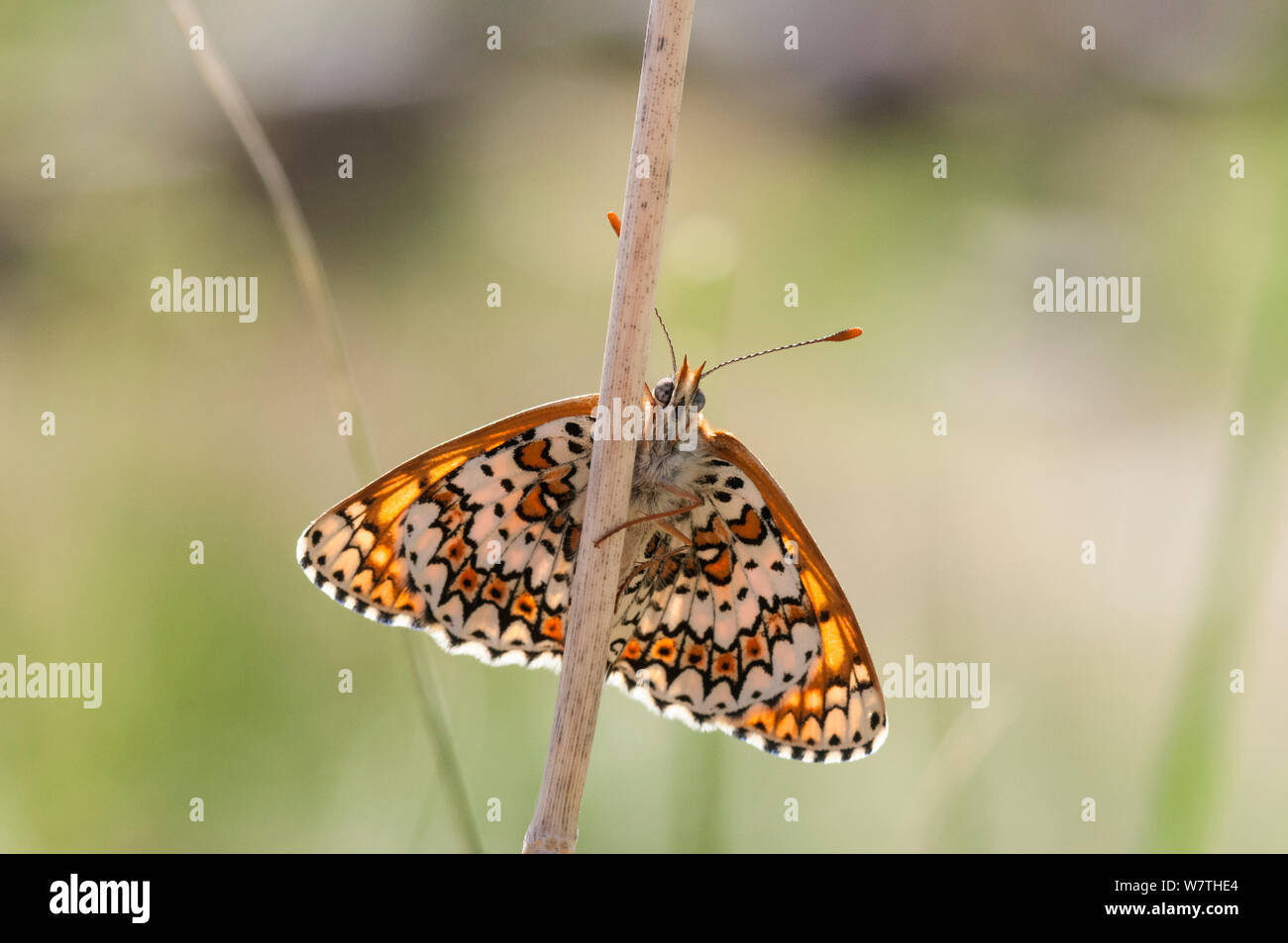 Glanville Fritillary butterfly (Melitaea cinxia) appena emerse femmina, Isole Aland, Finlandia, maggio. Foto Stock