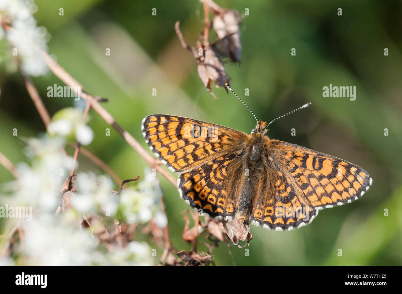 Glanville Fritillary butterfly (Melitaea cinxia) maschio, Isole Aland, Finlandia, maggio. Foto Stock