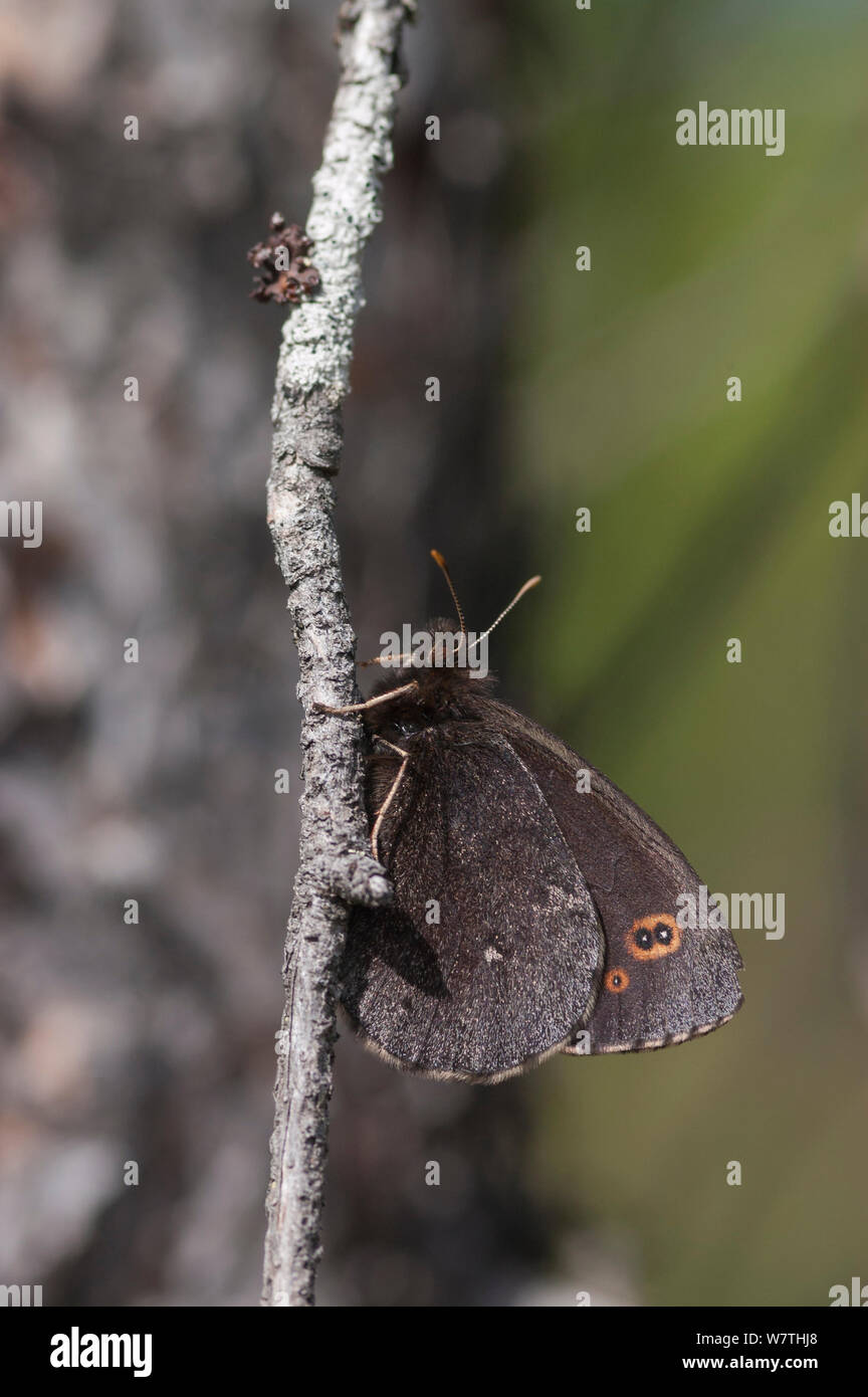 Lapponia Ringlet butterfly (Erebia embla) Finlandia settentrionale, Giugno. Foto Stock