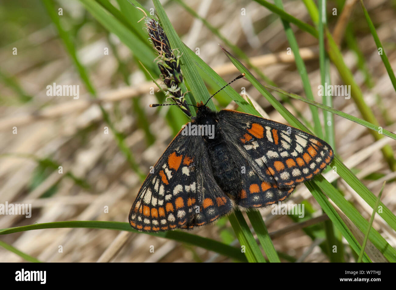 Lapponia Fritillary butterfly (Euphydryas iduna) appena emerse femmina, Lapponia, Finlandia, Luglio. Foto Stock