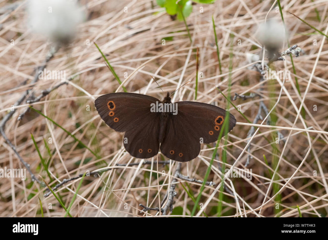 Lapponia Ringlet butterfly (Erebia embla) Finlandia settentrionale, Giugno. Foto Stock