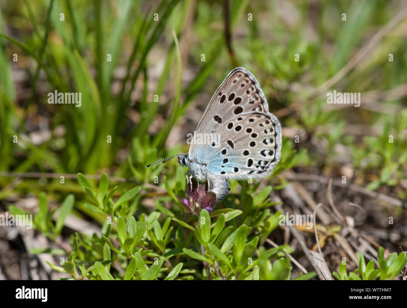 Grandi Blue Butterfly (Phengaris arion) femmina la deposizione delle uova, Finlandia orientale, Giugno. Foto Stock
