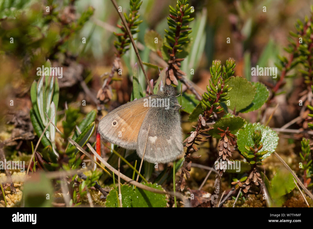 Grande Heath butterfly (Coenonympha tullia) Finlandia centrale, Giugno. Foto Stock