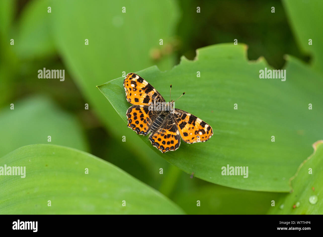 Mappa Butterfly (Araschnia levana) femmina generazione io, Finlandia meridionale, Giugno. Foto Stock