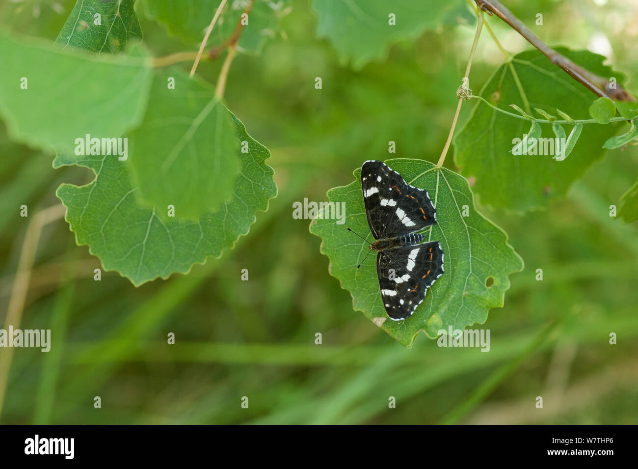 Mappa Butterfly (Araschnia levana) seconda generazione femmina, Finlandia meridionale, Luglio. Foto Stock