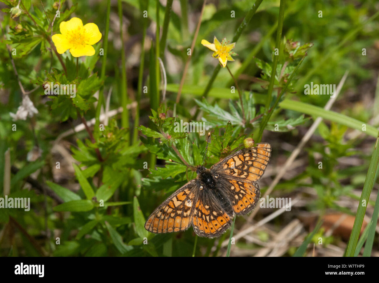 Marsh Fritillary butterfly (Euphydryas aurinia) maschio, del sud della Karelia, Finlandia meridionale, Giugno. Foto Stock